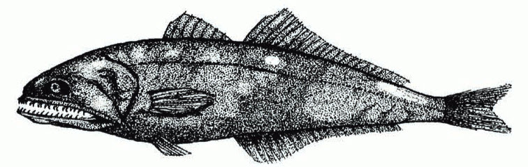 Brotulotaenia brevicauda_01.jpg